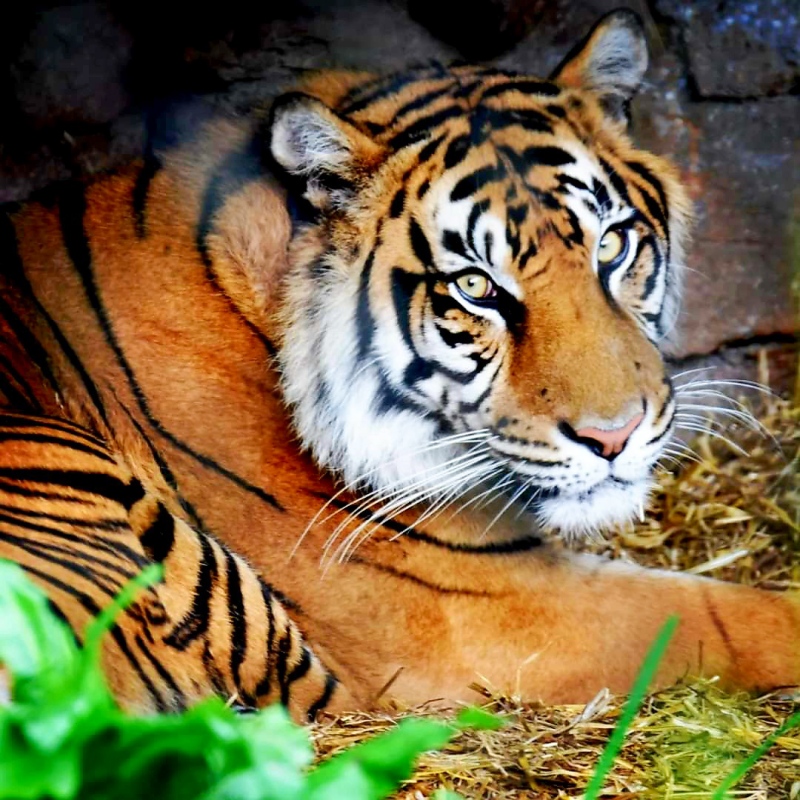 Exploring Auckland Zoo During the School Holidays: Big Cats
